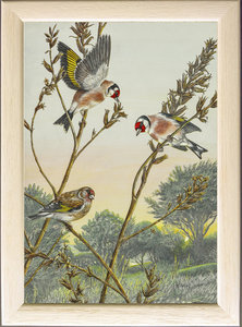 Image of Evening Feed, Goldfinches,  Mawgan Porth, nr. Newquay, Cornwall